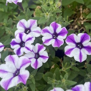 ペチュニア,緑のある暮らし,可愛いお花,植物大好き,お花大好きの画像