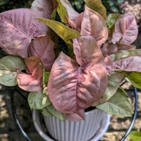 シンゴニウム,シンゴニウム ネオン,観葉植物,熱帯植物,植物のある暮らしの画像