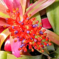 ウラベニサンゴアナナス,温室,花のある暮らし,草津市立水生植物公園みずの森,花撮りの画像