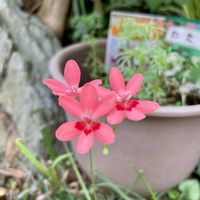 カサブランカ,カサブランカ,ゴーヤ,コムラサキ,ヒメヒオウギの画像