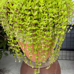 ツルマンネングサ,セダム属,植物のある暮らし,暑さに負けるな,どこまで伸びる？の画像