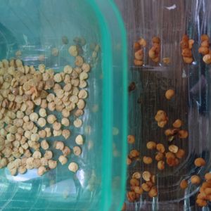 パプリカの種,可愛い,緑のある暮らし,お気に入りの場所,癒し系の画像