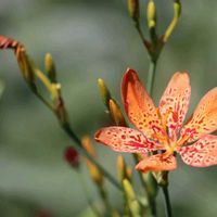 ワレモコウ,ヒオウギ,多年草,オレンジ色の花,野の花山の花の画像