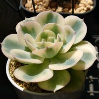 白牡丹,リラシナ,ルノーディーン,多肉植物,葉挿しの画像
