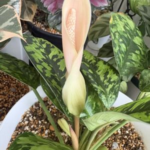 ホマロメナ ワリシー カモフラージュ,観葉植物,開花,グリーンのある暮らし,インドアグリーンの画像