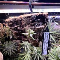 チランジア,ティランジア,観葉植物,エアープランツ/チランジア,植物は友だちの画像