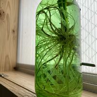 カポック,観葉植物,水耕栽培,キキ　カポックの画像