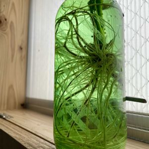 カポック,観葉植物,水耕栽培,キキ　カポックの画像