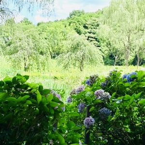 花のある暮らし,お散歩写真,緑のある暮らし,GSに感謝。,いつも笑顔で〜〜♡の画像