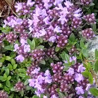 イブキジャコウソウの画像