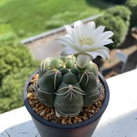 海王丸,サボテンの花,ホワイト,ベランダの画像