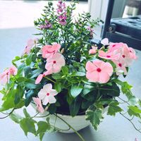 アンゲロニア,日々草,へデラ,寄せ植え,夏の花の画像