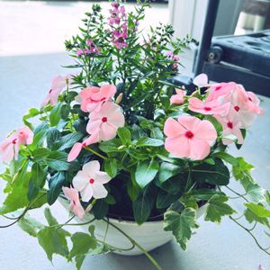アンゲロニア,日々草,へデラ,寄せ植え,夏の花の画像