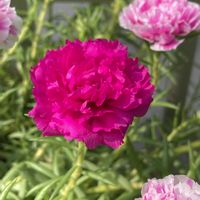 コンロンカ,ミニバラ・グリーンアイス,マツバボタン・リトルマーメイド,紫陽花 アジサイ あじさいの画像