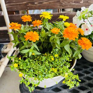 ジニア,グランドカバー,夏の花,夏らしい寄せ植えの画像