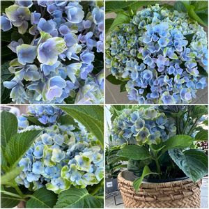 メネシア,フィソステギア クリスタルピーク,紫陽花マジカルレボリューション,暑すぎるぅ,夏と言えばの画像