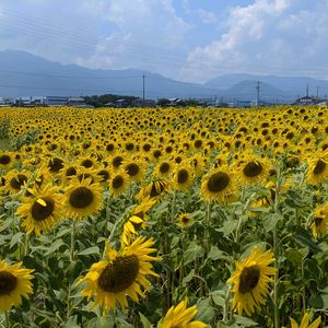 お出かけ先の画像