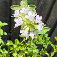 タイム,ワイルドタイム,クリーピング タイム,ハーブ,ベランダの画像