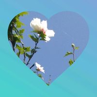 ムクゲ,ムクゲ,ノアサガオ,ノアサガオ,今を生きるの画像