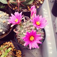 サボテンの花,多肉・サボテン,多肉植物のある暮らしの画像