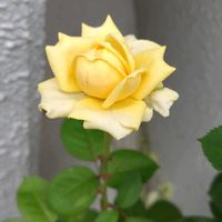 バラの画像