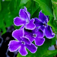 デュランタ,桔梗(ききよう),スーパーチュニビスタミニ,花壇,花のある暮らし♡の画像