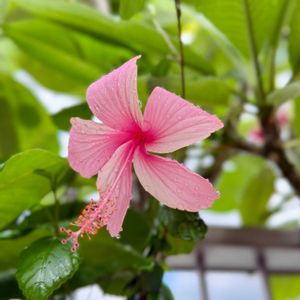 ハイビスカス,花芽,花のある暮らし,熱帯植物,元気に育ててますよの画像