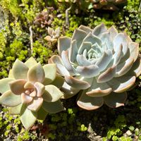 ラウリンゼ,no green no life,放置多肉,多肉地植え,暑さに負けるなの画像
