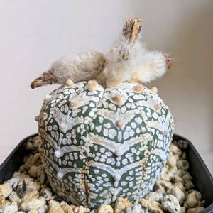 サボテン,アストロフィツム 兜,多肉植物,珍奇植物,ビザールプランツの画像