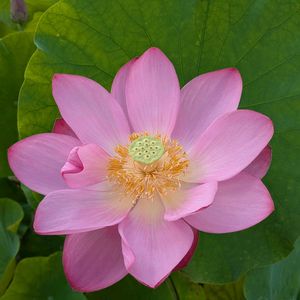 お出かけ,小さな庭,家庭菜園,玄関アプローチ,庭の画像
