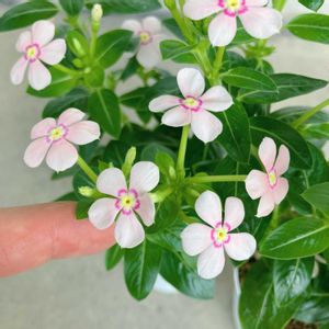 ビンカ スターカイト,ビンカ スターカイト,愛知豊明花き地方卸売市場,豊明花き市場,ビンカ スターカイト ライトサーモンの画像