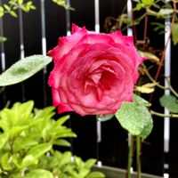 バラ,花のある暮らし,おうち園芸の画像