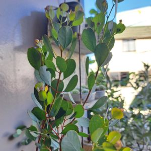 ユーカリ ウェブステリアナ,ユーカリ ウェブステリアナ,成長記録,植中毒,植物好きの画像