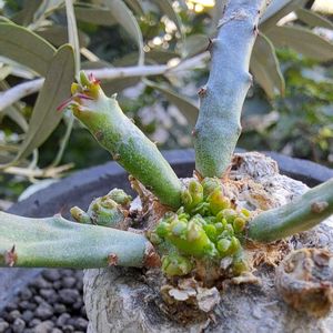 ユーフォルビア飛龍,成長記録,植中毒,植物好き,Sachiの飛龍の画像