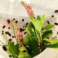 ワレモコウ,アメリカリョウブ,お花を楽しむ,お出かけ先の画像