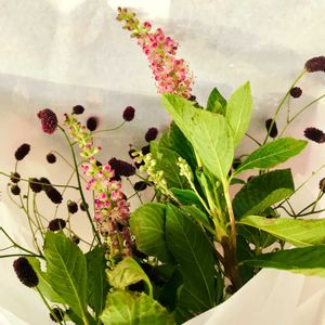 ワレモコウ,アメリカリョウブ,お花を楽しむ,お出かけ先の画像