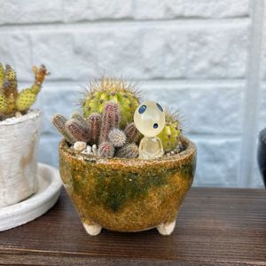 サボテン,寄せ植え,ジブリの画像