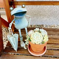 寄せ植え,カエルの画像