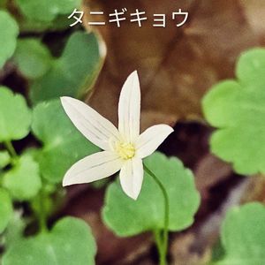 ニホントカゲ,ミズタビラコ,山野草,花に囲まれて,草花観察の画像