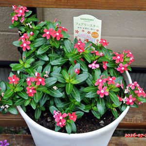 フェアリースター コーラルオレンジ,花びら,サントリー フラワーズ,蕾 つぼみ,テラスの画像
