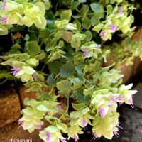 オレガノ ケントビューティー,地植え,ガーデニング,お気に入り♡,花のある暮らしの画像