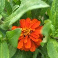 ジ二ア,花のある暮らし,植物のある暮らし,咲き始めのお花たちの画像