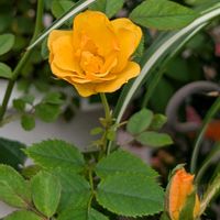 マンダリナ・コルダナ,祈る震災復興,花のある暮らし,緑のある暮らし,玄関ポーチの画像