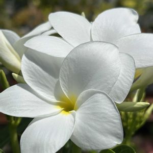 プルメリア•プディカ,沖縄に咲く花,道の駅-糸満,お出かけ先の画像