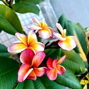 ヒマワリ,プルメリア,季節の花,お花は癒し,アライグマの画像