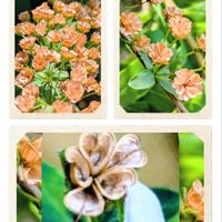 ユキヤナギ,ユキヤナギ,・・・の弾けた実,・・・の弾けた実,花のある暮らしの画像