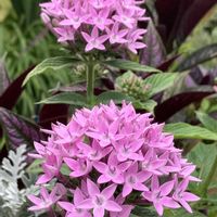 ペンタス,寄せ植え,暑さに負けるな,小さな庭の画像