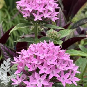 ペンタス,寄せ植え,暑さに負けるな,小さな庭の画像