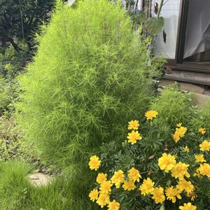 コキア,ヒマワリ,ヒマワリ サンビリーバブル・ ブラウンアイガール,マリー  ゴールド,夏の花の画像