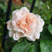 鉢植え,バラ・ミニバラ,咲いてくれてありがとう❤,おうち園芸,小さな庭の画像